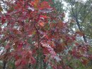 Nature en rouge et vert